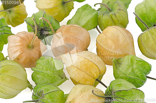 Image of Physalis fruit 