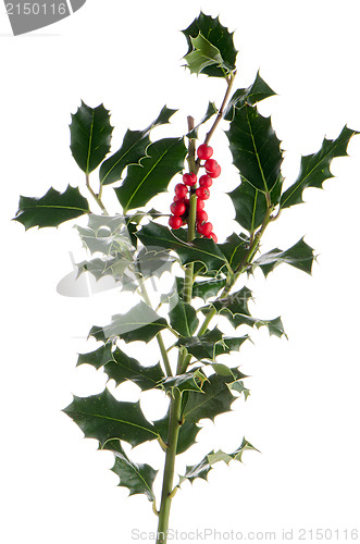 Image of Christmas holly branch