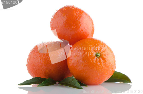 Image of Tangerines