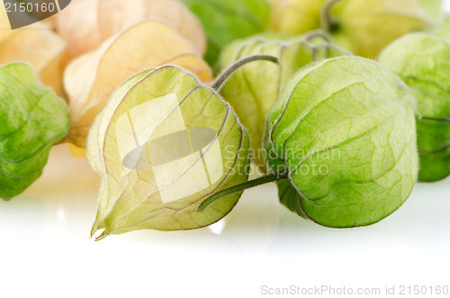 Image of Physalis fruit 