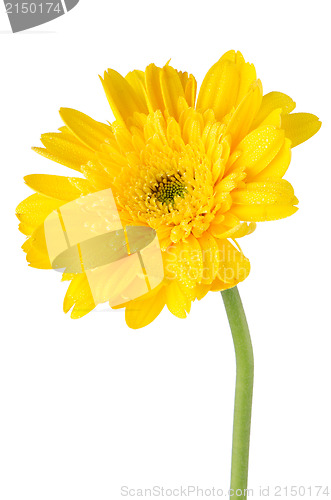 Image of Yellow gerbera daisy flower