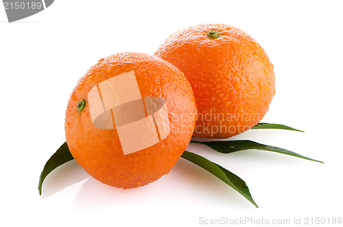 Image of Fresh orange mandarins