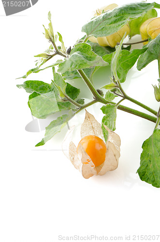 Image of Physalis