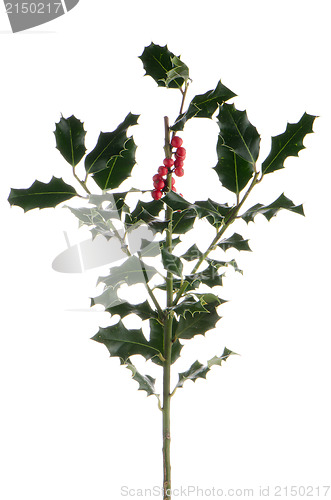 Image of Christmas holly branch
