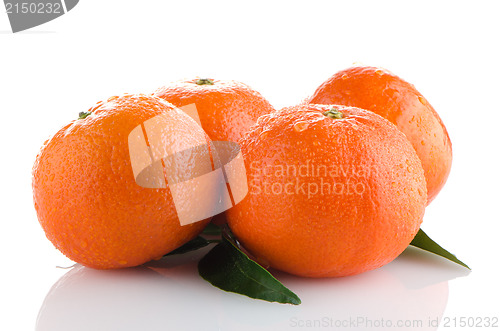 Image of Ripe tangerines or mandarin