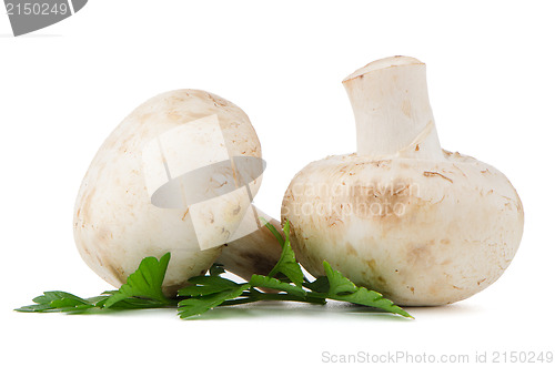 Image of Champignon mushrooms and parsley leaves 