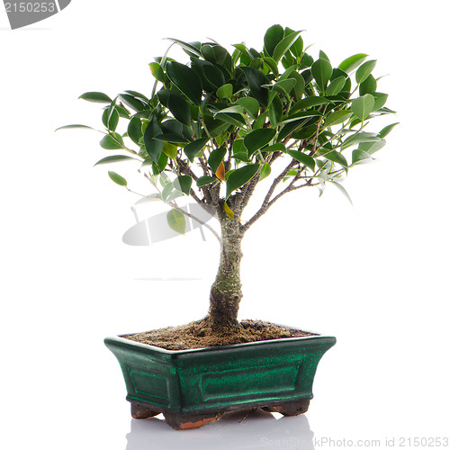 Image of Chinese green bonsai tree