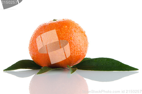 Image of Fresh orange mandarin