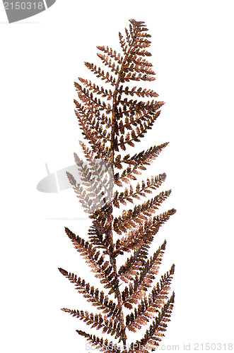 Image of Christmas decorative Brown fern leaf