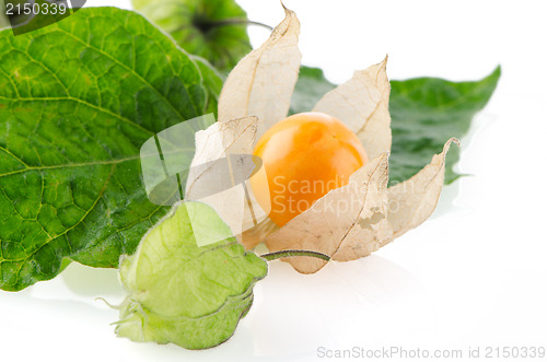 Image of Physalis