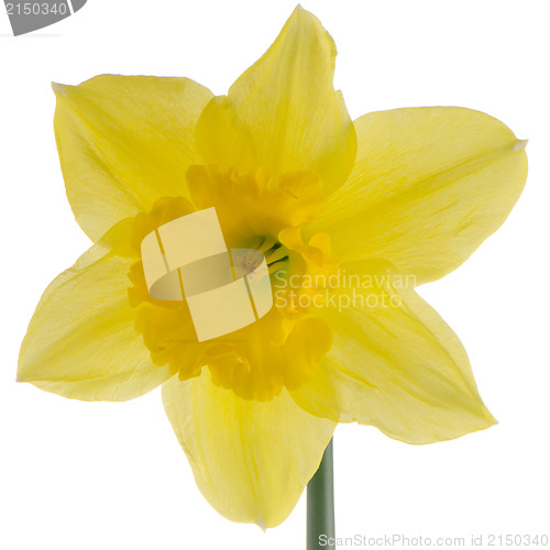 Image of Jonquil flower