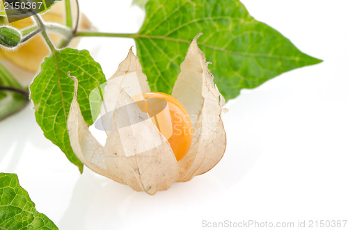 Image of Physalis