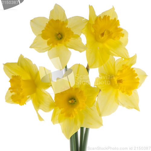 Image of Jonquil flowers