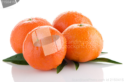 Image of Ripe tangerines or mandarin