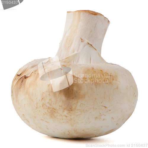 Image of Champignon mushroom