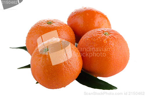 Image of Ripe tangerines or mandarin