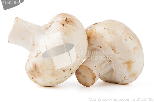 Image of Champignon mushrooms