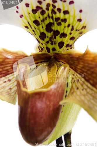 Image of Close up of orchid (Paphiopedilum Maudiae) 