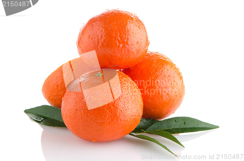 Image of Ripe tangerines or mandarin