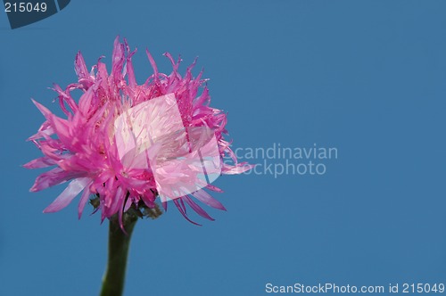 Image of Flower and sky