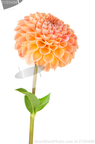 Image of Orange dahlia flower