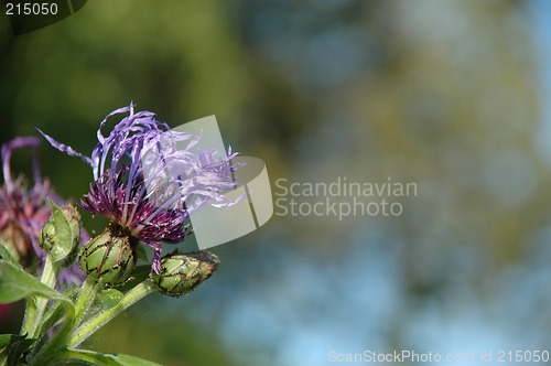 Image of Flower and trees