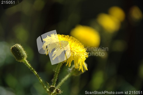 Image of Yellow flowers