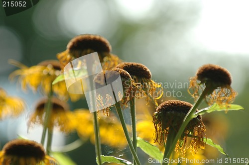 Image of Sunflowers in focus and blur