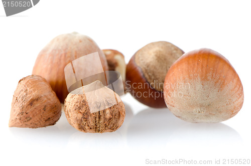 Image of Fresh hazelnuts 