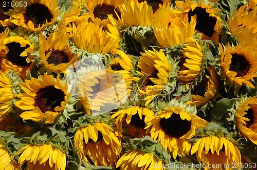 Image of Sunflowers