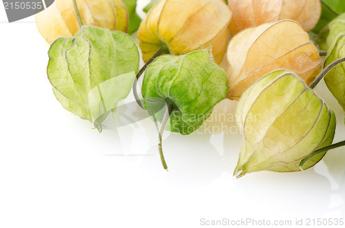 Image of Physalis fruit 