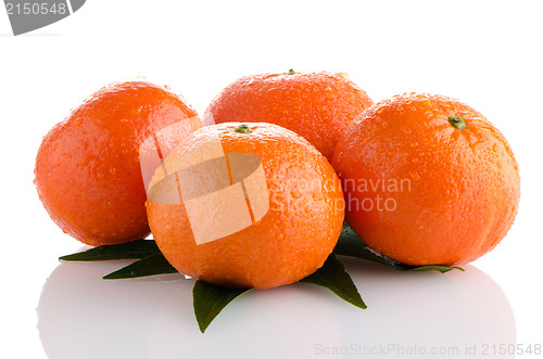 Image of Tangerines