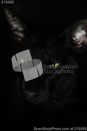 Image of Black cat