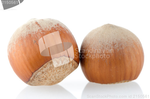 Image of Two hazelnuts
