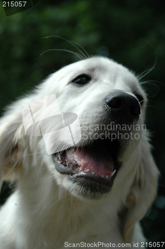 Image of Young white dog