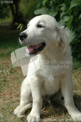 Image of Dog sitting the sun