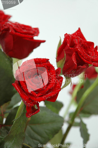 Image of Roses and water drops