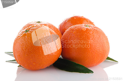 Image of Ripe tangerines or mandarin