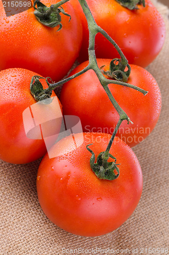 Image of Cherry tomatoes vine