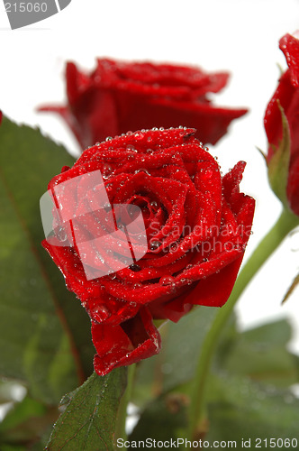 Image of Water drops and roses