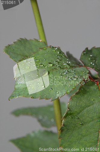 Image of Rose leafs