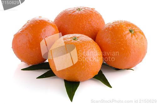 Image of Fresh orange mandarins