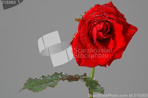 Image of Rose and waterdrops