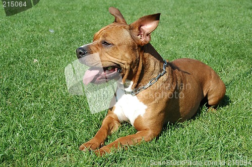 Image of Dog on grass