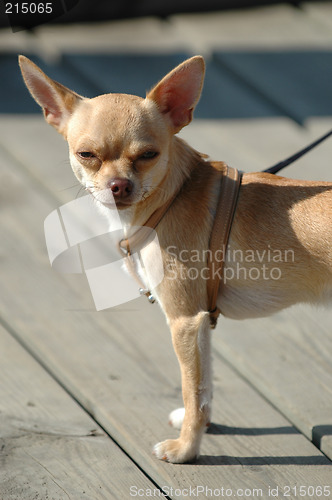 Image of Small dog, big ears