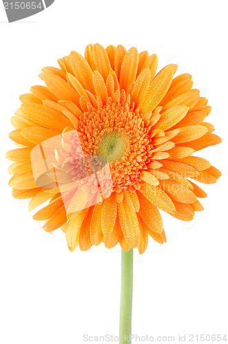 Image of Orange gerbera daisy flower