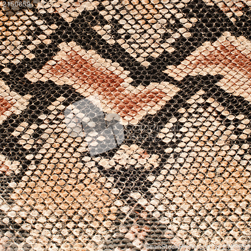 Image of Snake skin background 