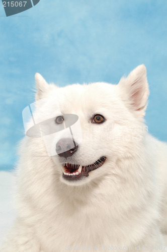 Image of White dog on blue background