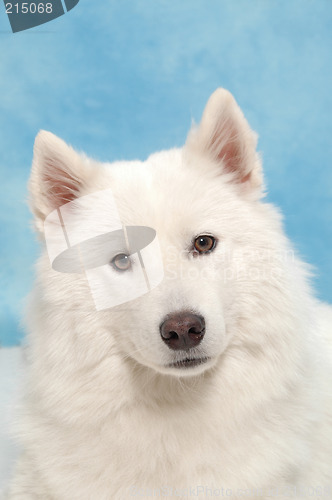 Image of White dog