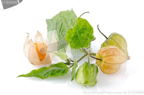 Image of Physalis